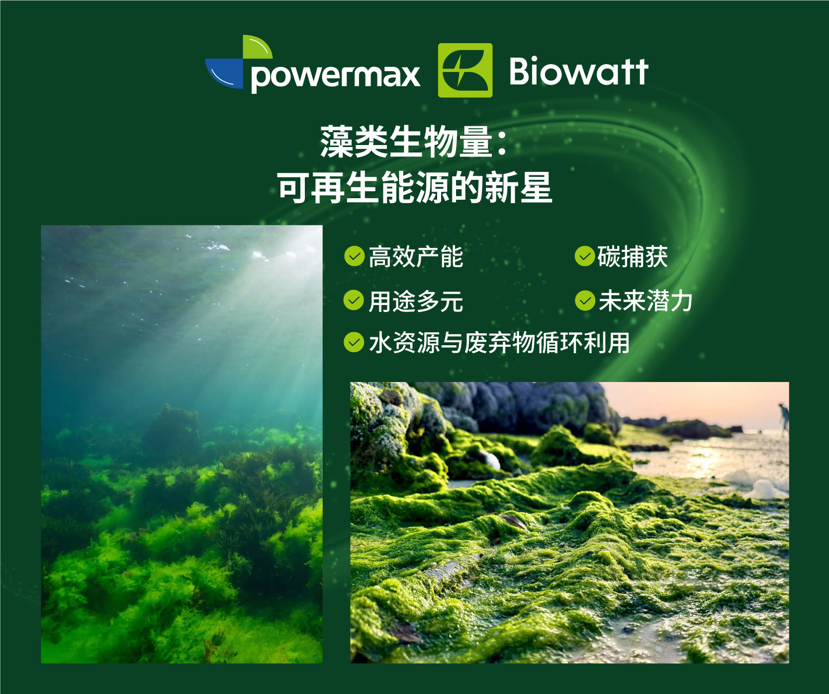 藻类生物质 藻类可再生能源 藻类生物燃料.jpg